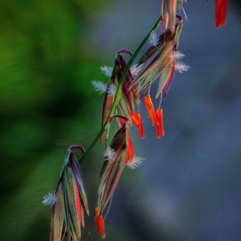 Sideoats Grama (Bouteloua Curtipendula)