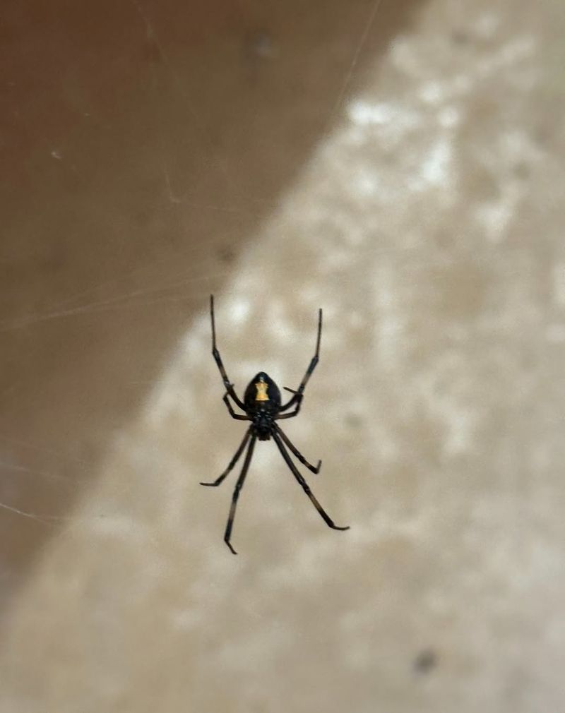 Northern Black Widow Spider