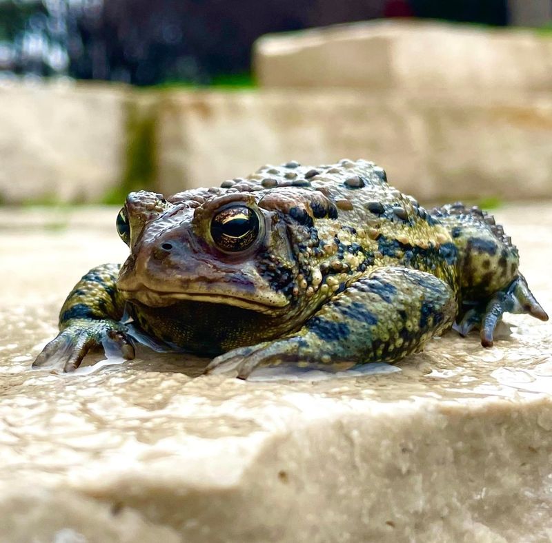 American Toad