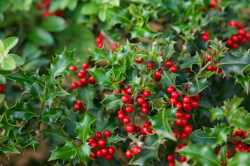 American Holly