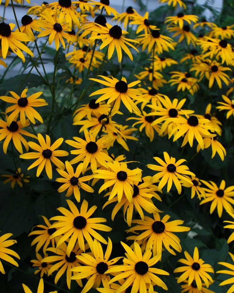 Black-Eyed Susan