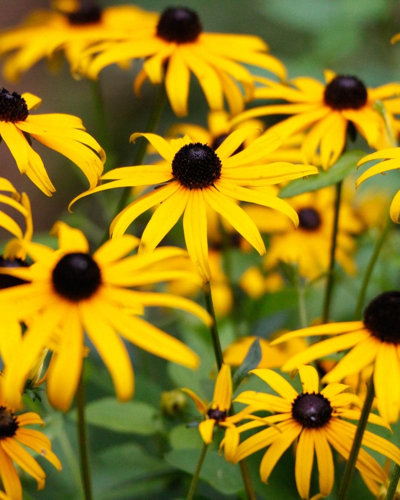 Black-Eyed Susan
