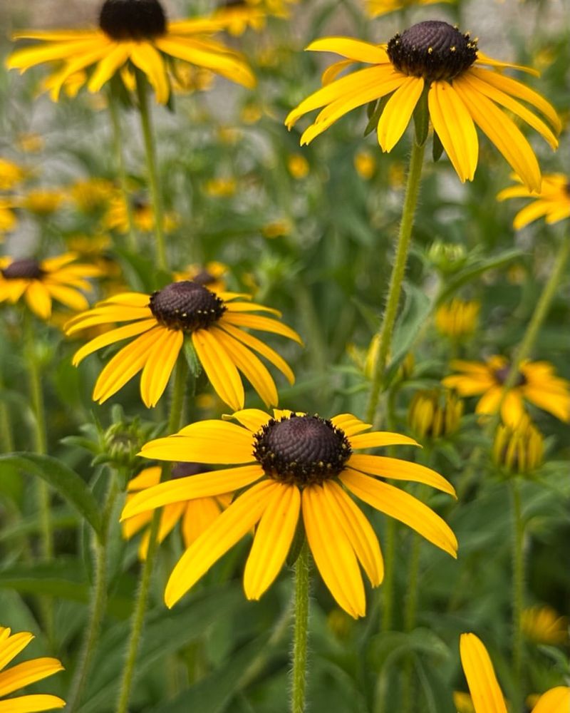 Black-Eyed Susan