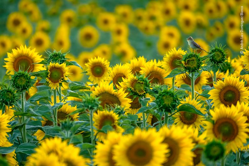 Sunflowers (Helianthus Species)