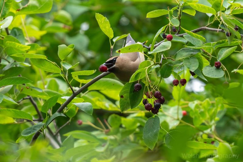 Serviceberry (Amelanchier Species)