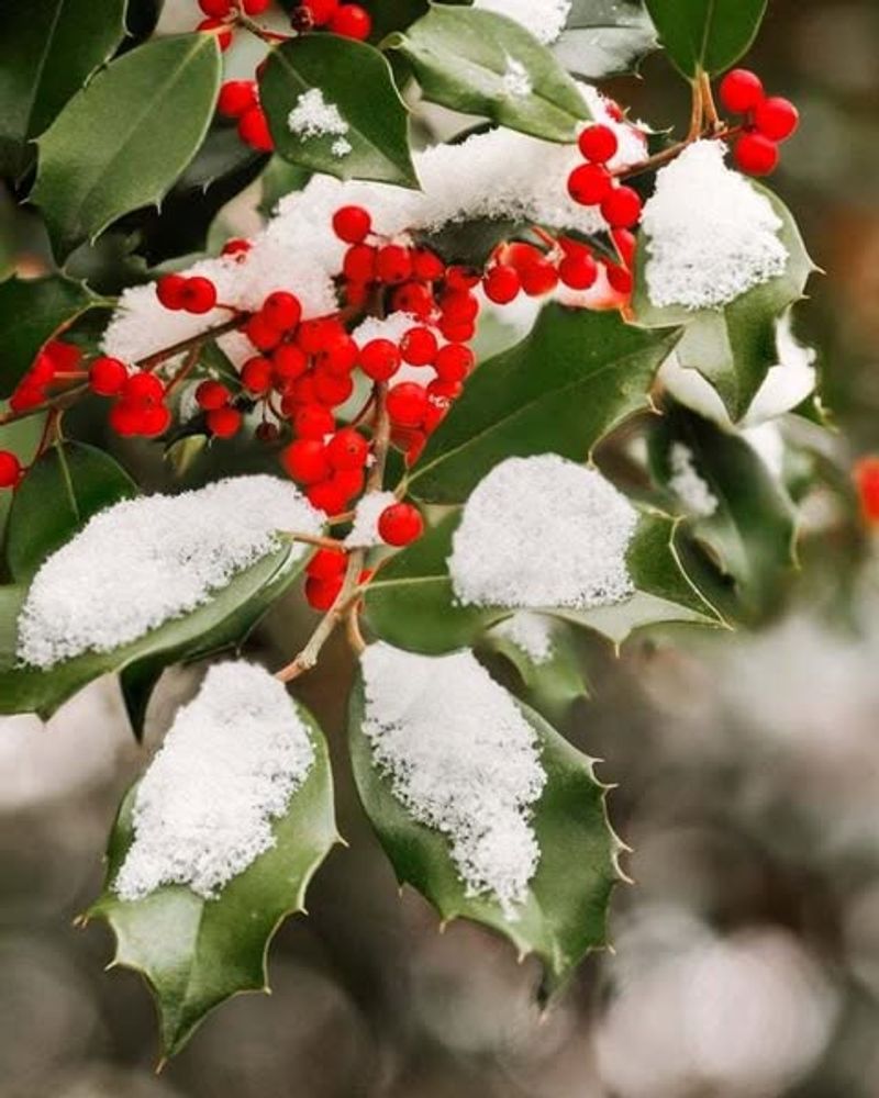 American Holly (Ilex Opaca)