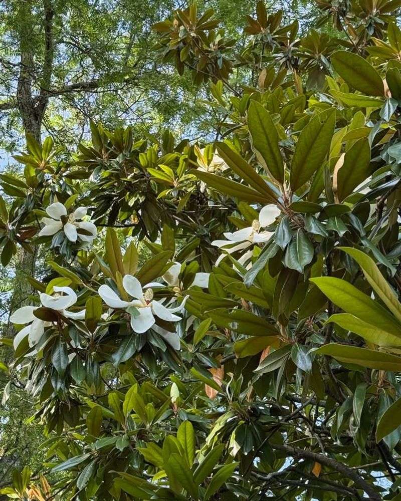 Southern Magnolia