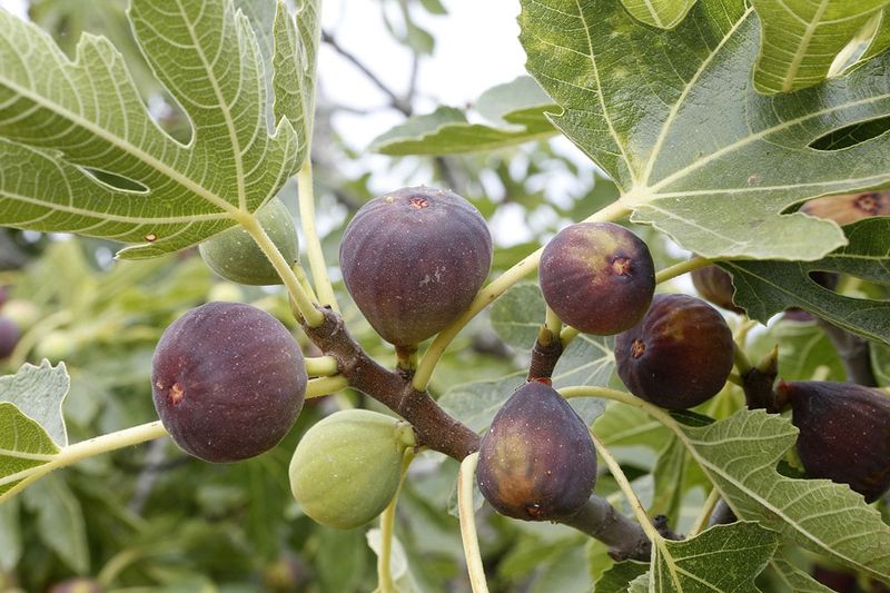 Common Fig