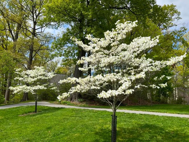 Flowering Dogwood