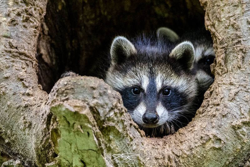 Raccoon Den Providing A Daytime Hideout