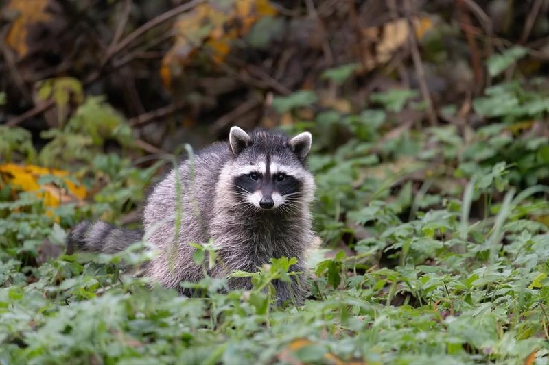 Raccoon (Procyon Lotor)