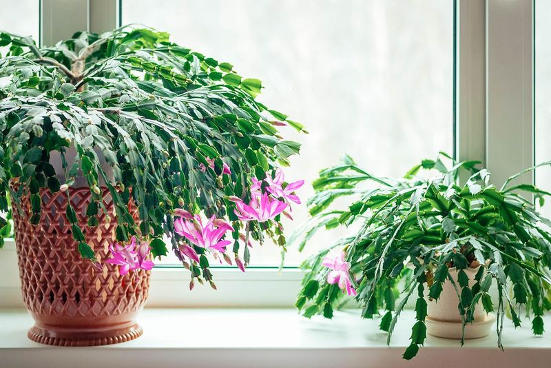 Seasonal Light Changes Align With The Plant's Natural Blooming Cycle