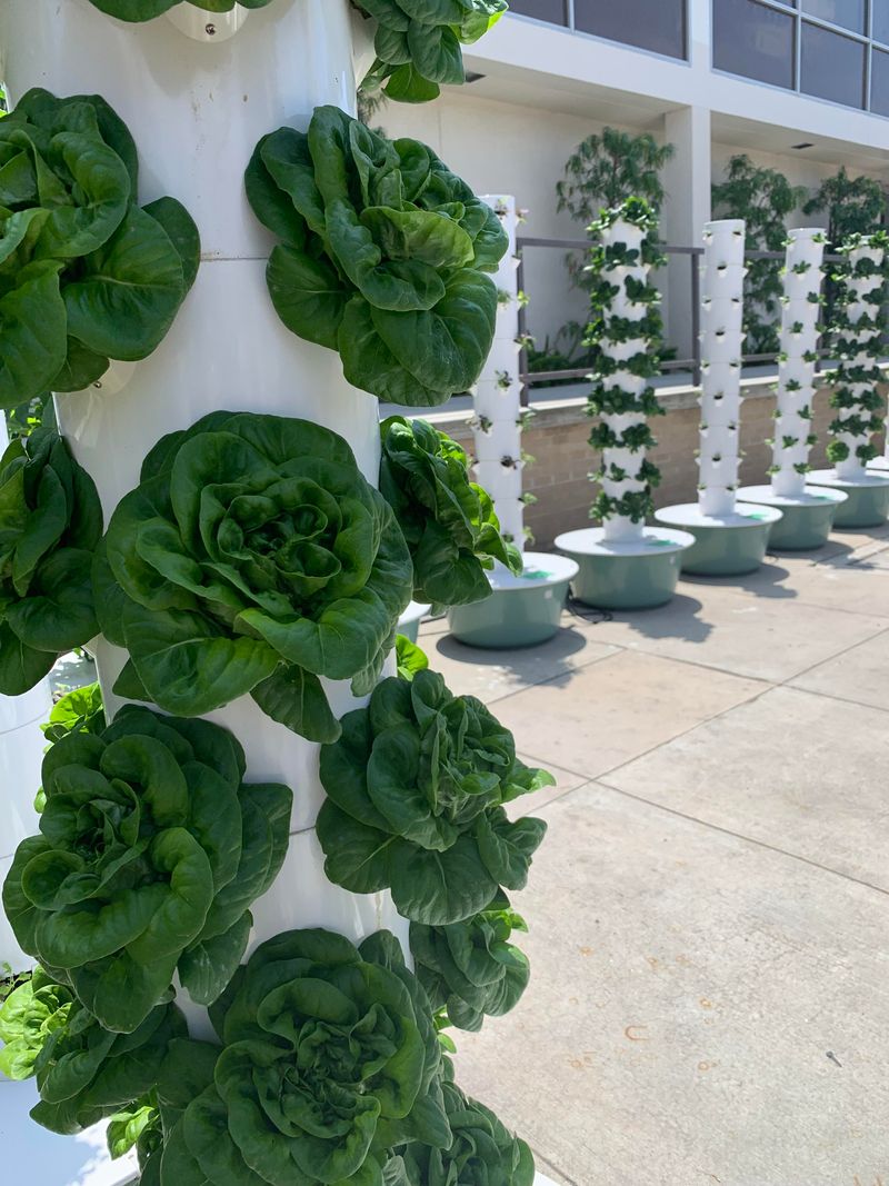 Pest Control Becomes Much Simpler