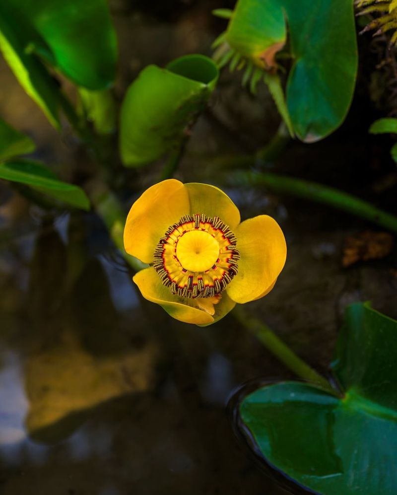 Choose Native Plants For Water Conservation