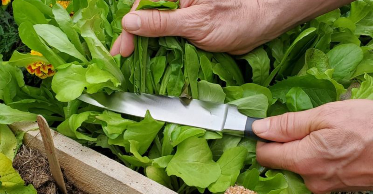 Easy California Gardening Tips To Get Your Yard Ready For 2026