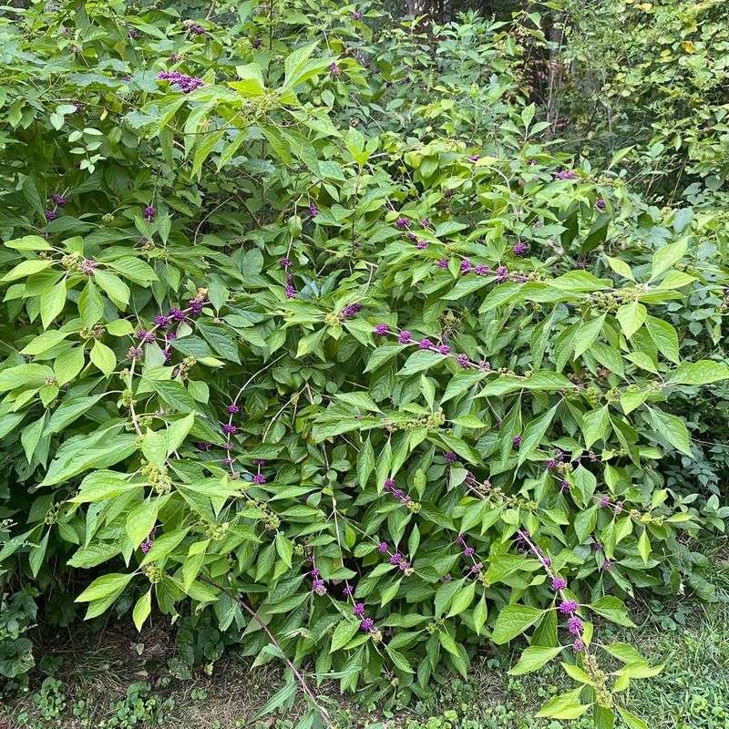 Adapts To Sun Or Shade Conditions