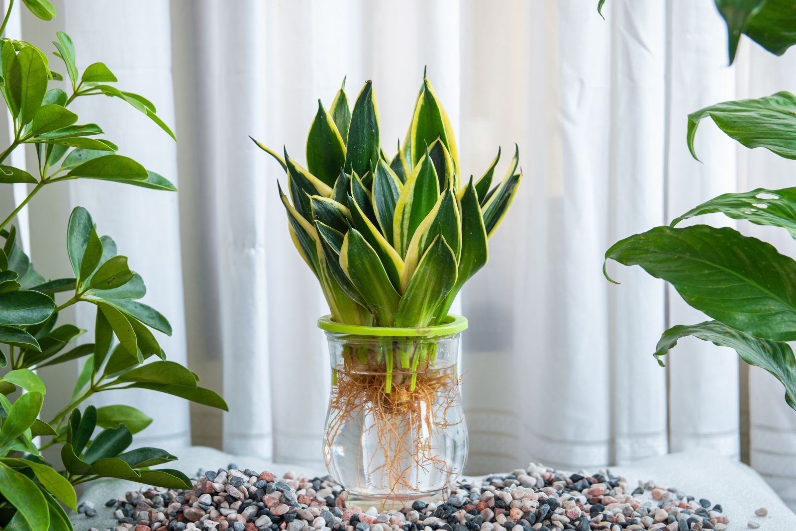 8 Easy Steps To Grow Snake Plants In Water Without Soil