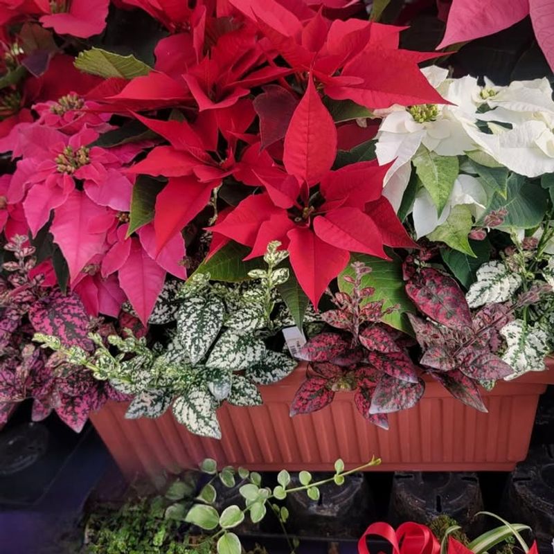 Frequently Combined With Natural Greenery