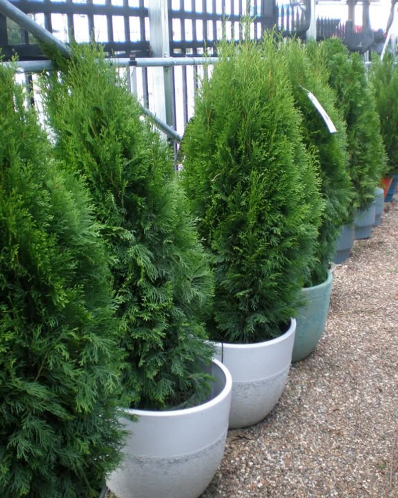 Perfect For Homes Without Lawns Or Front Yards