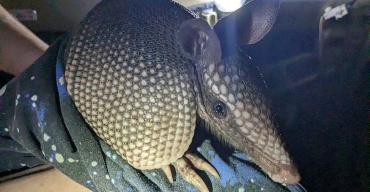 armadillo removal