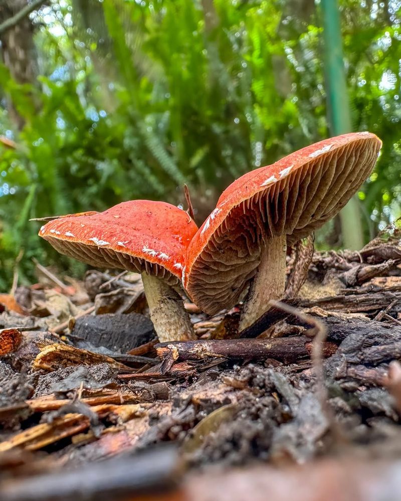 Management Strategies For Homeowners Concerned About Appearance