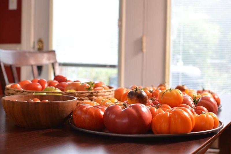 Seasonal Care Calendar For Maryland Indoor Winter Tomatoes