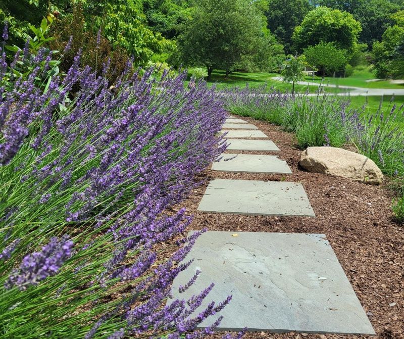 Natural Insect Deterrent Around Outdoor Seating