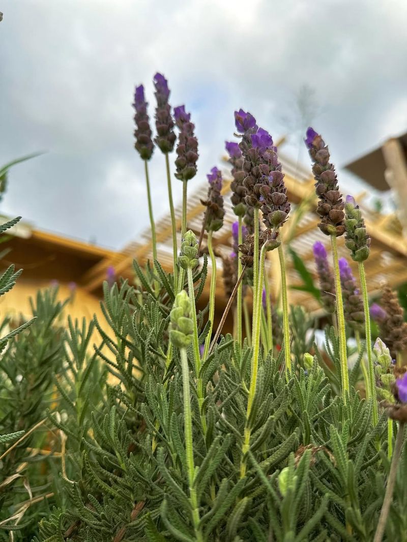 Aromatherapy Plants Provide Natural Healing