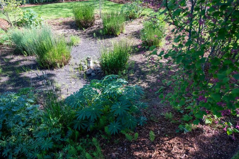Rain Gardens Manage Stormwater Naturally