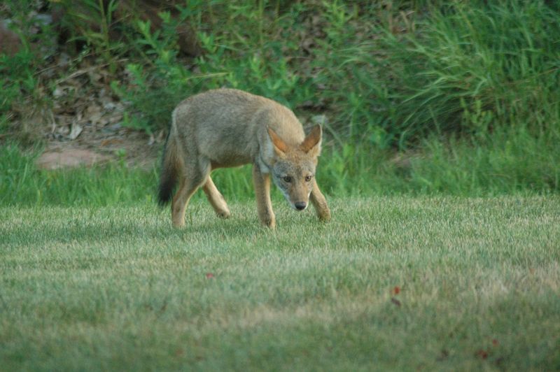 Report Aggressive Or Unusual Behavior To NJ Fish And Wildlife