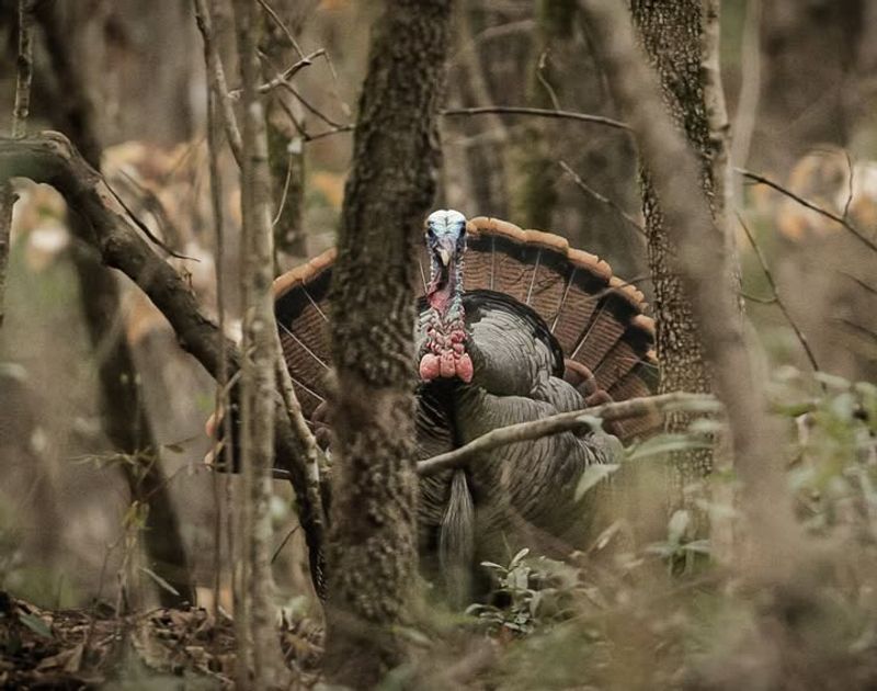 Contact New Jersey Fish And Wildlife When Behavior Escalates