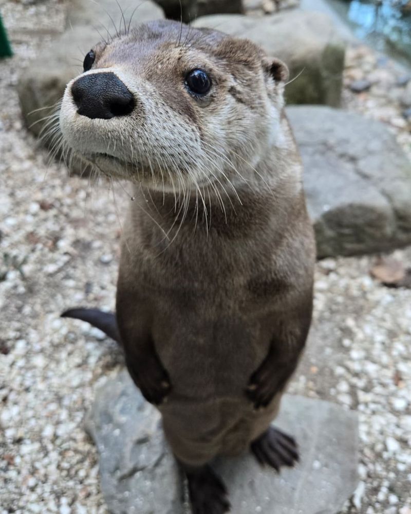 Don’t Try To Scare The Otter Away With Lights, Noise, Or Water