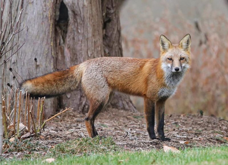 Contact Wildlife Professionals If Needed