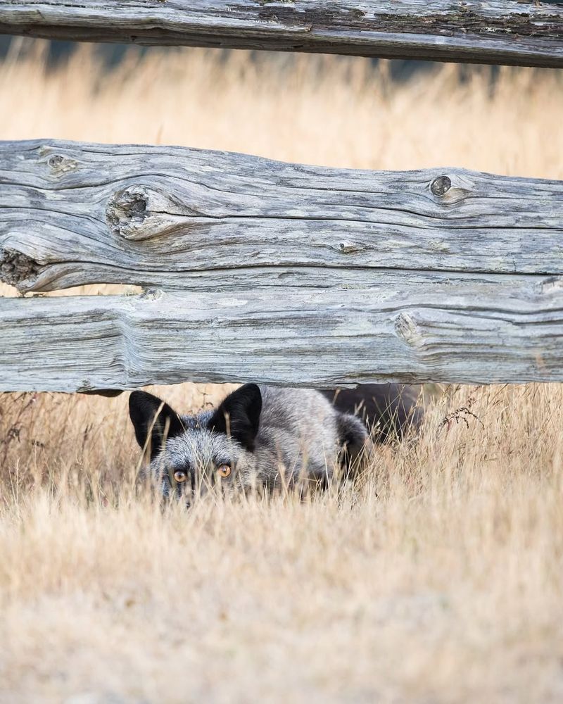 Install Fencing With Underground Barriers