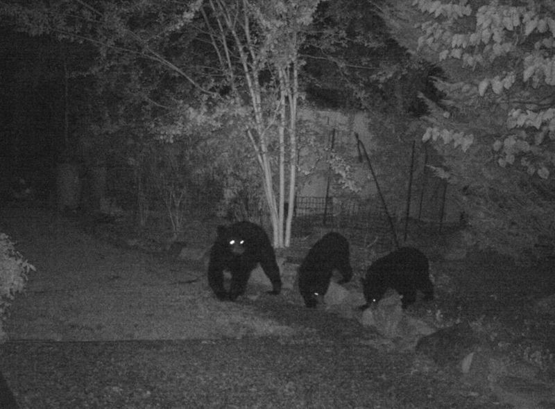 Install Motion-Activated Lights And Alarms