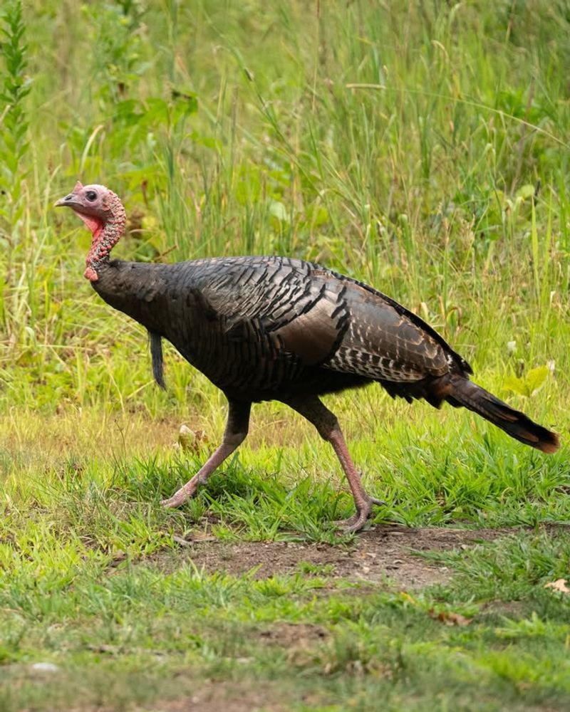 Appreciate the Benefits of Wild Turkeys