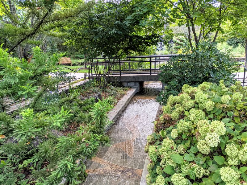 Native Azalea Collection In Full Bloom