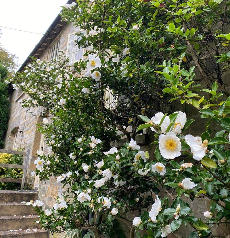 Historic Gardens Preserve Southern Heritage