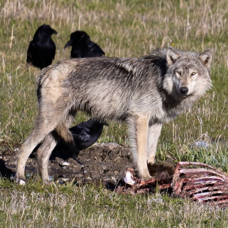 Scattered Remains Of Wildlife Carcasses
