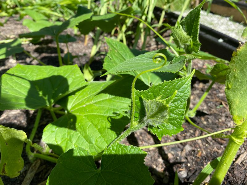 Sunflowers Strengthen With Cucumber And Lettuce Underplanting
