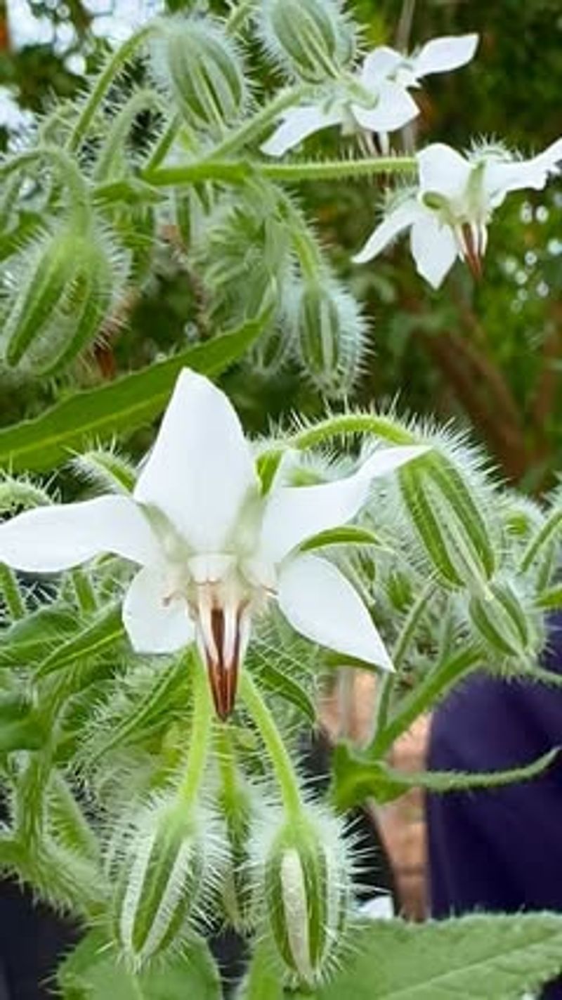 Sweet Potatoes with Borage and Alyssum