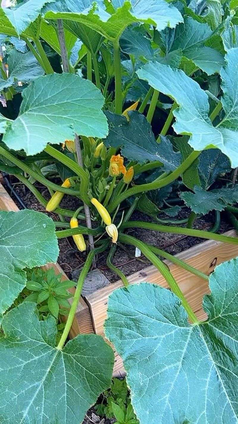 Squash And Zucchini