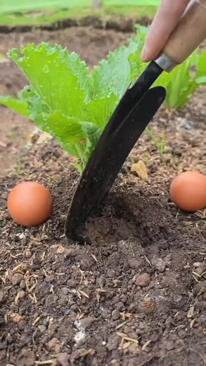 They Help Deter Certain Winter Pests In Mild Tennessee Winters