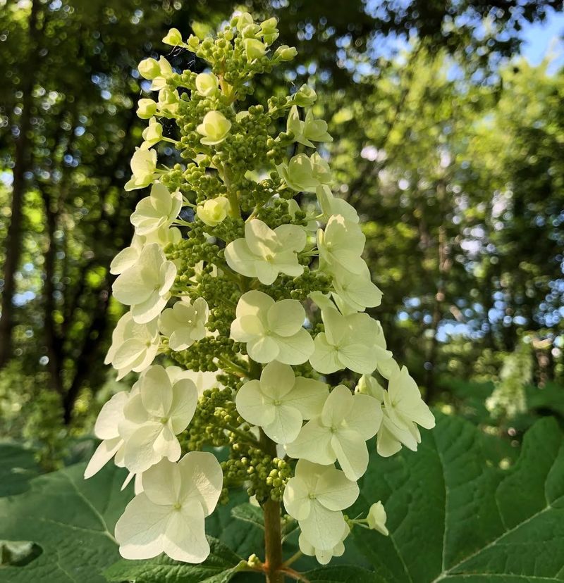 Oakleaf Hydrangea