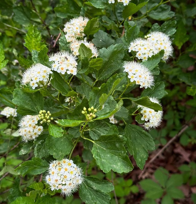 Ninebark (Physocarpus Opulifolius)