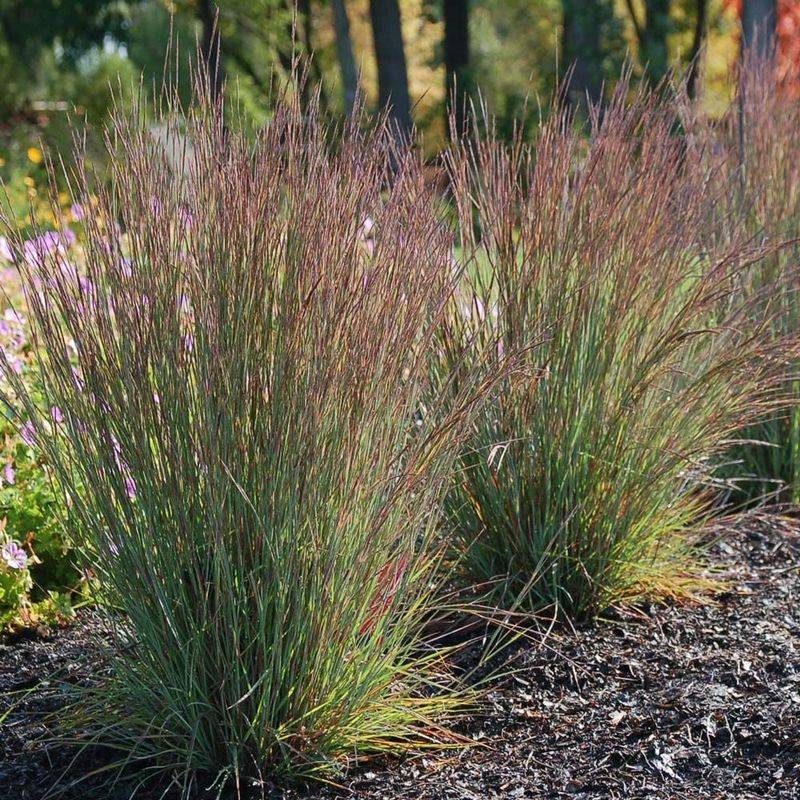 Little Bluestem (Schizachyrium scoparium)