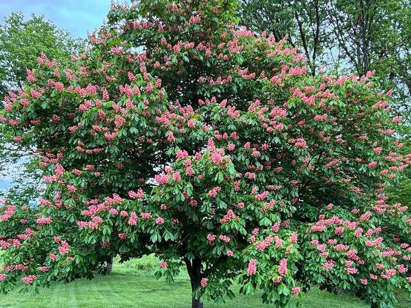 Horse Chestnut / Buckeye (Aesculus Species)