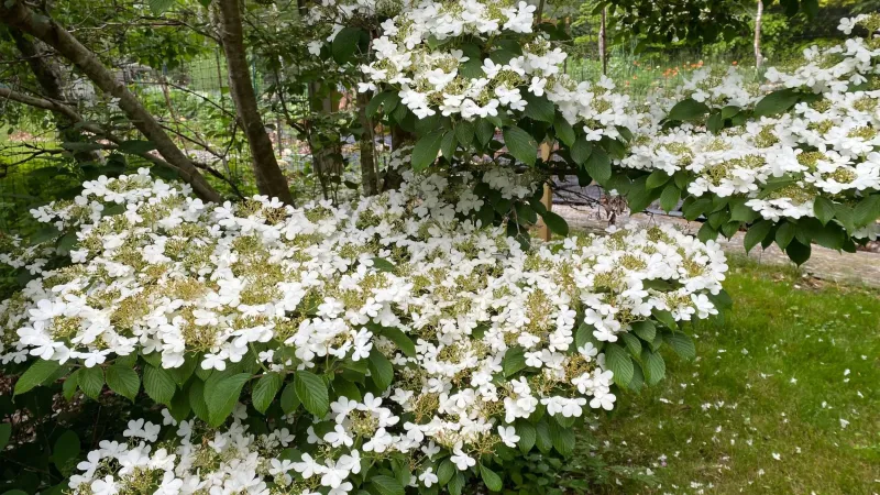 Arrowwood Viburnum