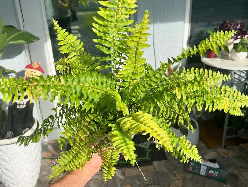 Boston Fern