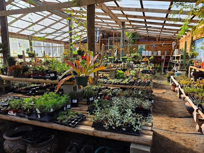 Water Plants Properly Before Freeze Events